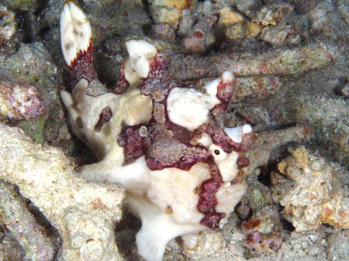 Dive Spot Asia Beach Resort Boljoon Dış mekan fotoğraf