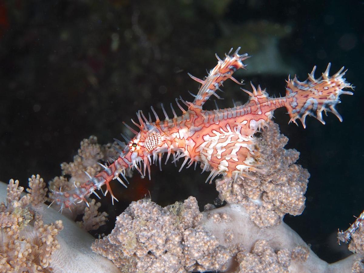 Dive Spot Asia Beach Resort Boljoon Dış mekan fotoğraf