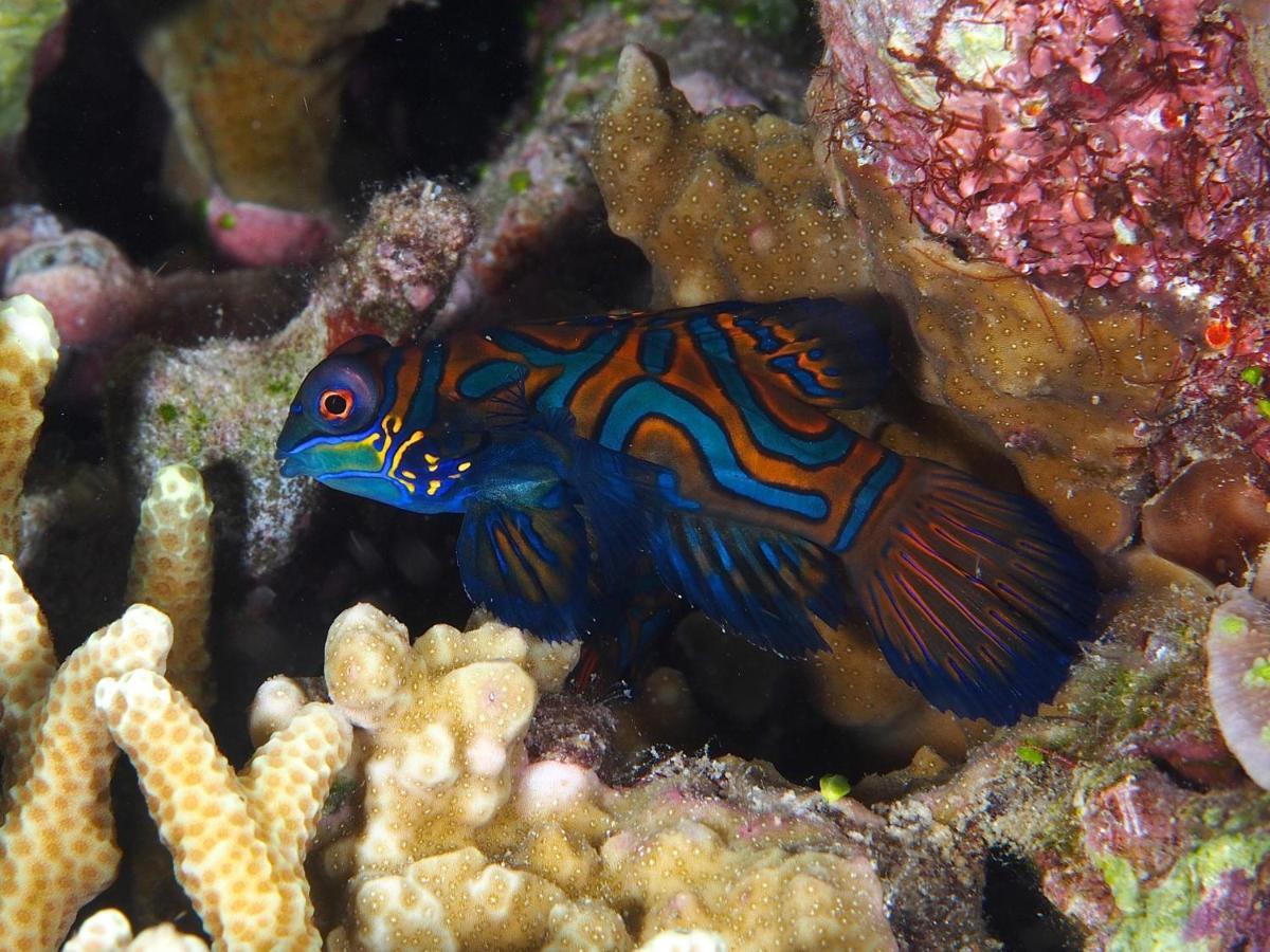 Dive Spot Asia Beach Resort Boljoon Dış mekan fotoğraf