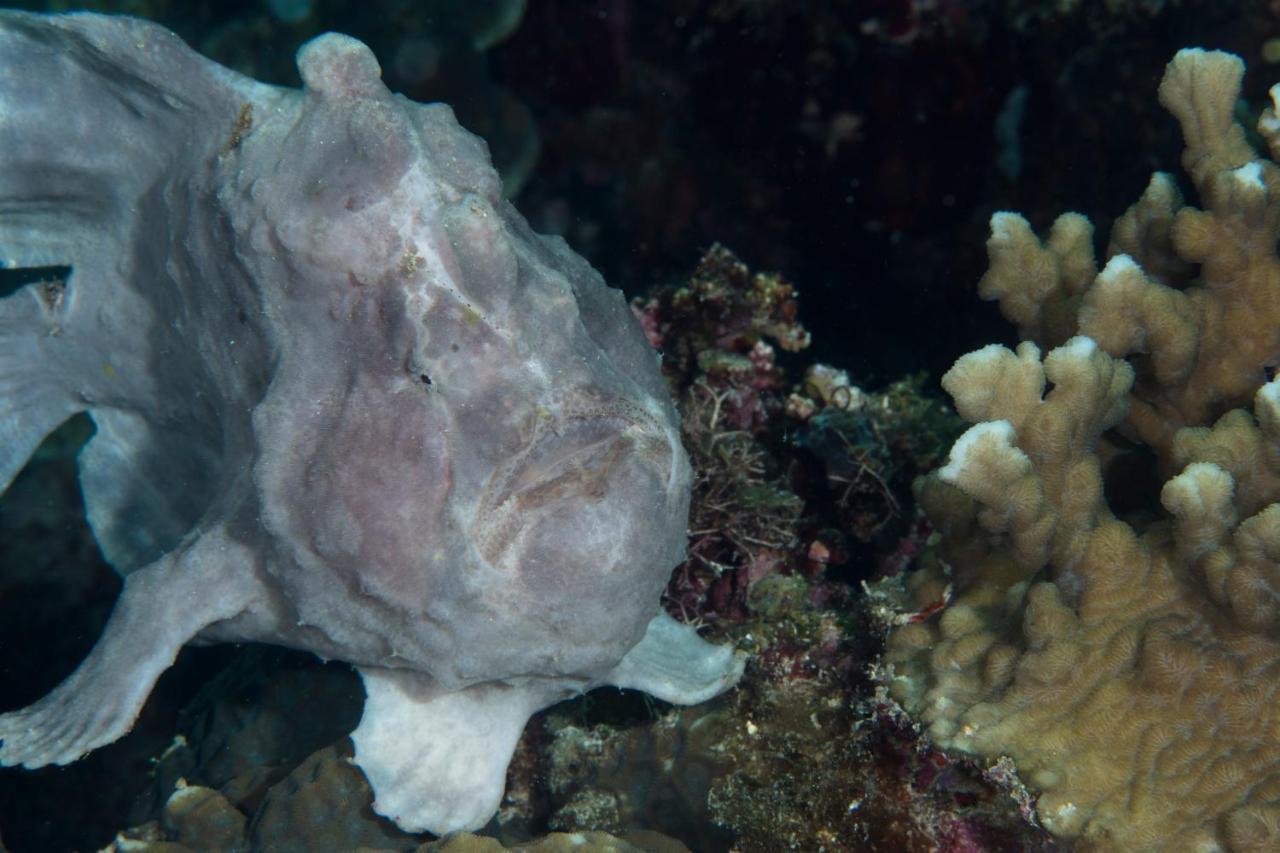 Dive Spot Asia Beach Resort Boljoon Dış mekan fotoğraf